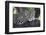 Leopard (Panthera pardus) adult, laying on branch, Samburu, Kenya-Martin Withers-Framed Photographic Print