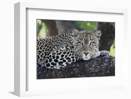 Leopard (Panthera pardus) adult, laying on branch, Samburu, Kenya-Martin Withers-Framed Photographic Print