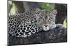 Leopard (Panthera pardus) adult, laying on branch, Samburu, Kenya-Martin Withers-Mounted Photographic Print