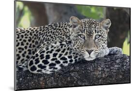 Leopard (Panthera pardus) adult, laying on branch, Samburu, Kenya-Martin Withers-Mounted Photographic Print