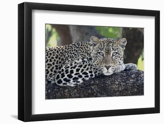 Leopard (Panthera pardus) adult, laying on branch, Samburu, Kenya-Martin Withers-Framed Premium Photographic Print