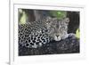 Leopard (Panthera pardus) adult, laying on branch, Samburu, Kenya-Martin Withers-Framed Photographic Print