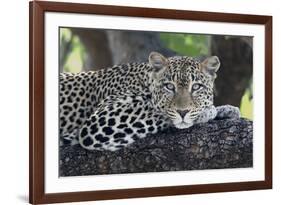 Leopard (Panthera pardus) adult, laying on branch, Samburu, Kenya-Martin Withers-Framed Photographic Print