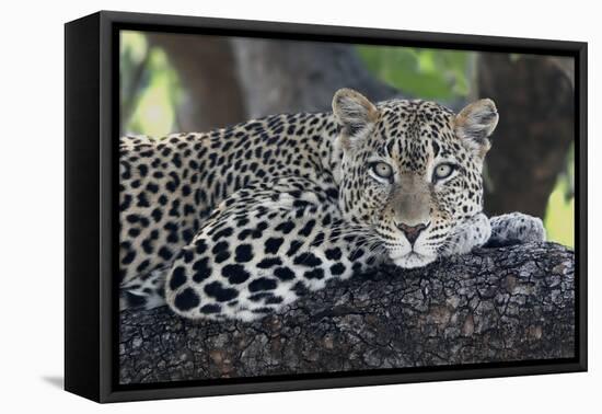 Leopard (Panthera pardus) adult, laying on branch, Samburu, Kenya-Martin Withers-Framed Stretched Canvas