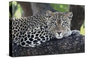 Leopard (Panthera pardus) adult, laying on branch, Samburu, Kenya-Martin Withers-Stretched Canvas