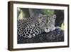 Leopard (Panthera pardus) adult, laying on branch, Samburu, Kenya-Martin Withers-Framed Photographic Print