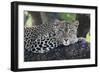 Leopard (Panthera pardus) adult, laying on branch, Samburu, Kenya-Martin Withers-Framed Photographic Print