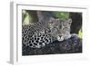 Leopard (Panthera pardus) adult, laying on branch, Samburu, Kenya-Martin Withers-Framed Photographic Print