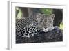 Leopard (Panthera pardus) adult, laying on branch, Samburu, Kenya-Martin Withers-Framed Photographic Print