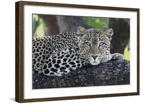 Leopard (Panthera pardus) adult, laying on branch, Samburu, Kenya-Martin Withers-Framed Photographic Print