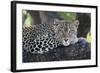 Leopard (Panthera pardus) adult, laying on branch, Samburu, Kenya-Martin Withers-Framed Photographic Print