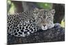 Leopard (Panthera pardus) adult, laying on branch, Samburu, Kenya-Martin Withers-Mounted Photographic Print