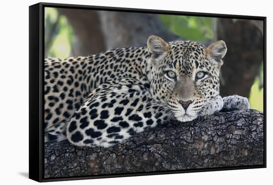 Leopard (Panthera pardus) adult, laying on branch, Samburu, Kenya-Martin Withers-Framed Stretched Canvas