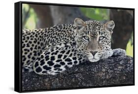 Leopard (Panthera pardus) adult, laying on branch, Samburu, Kenya-Martin Withers-Framed Stretched Canvas