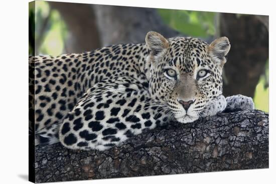 Leopard (Panthera pardus) adult, laying on branch, Samburu, Kenya-Martin Withers-Stretched Canvas