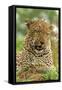 Leopard (Panthera pardus) adult male, close-up of head, Sabi Sand Game Reserve-Philip Perry-Framed Stretched Canvas