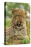 Leopard (Panthera pardus) adult male, close-up of head, Sabi Sand Game Reserve-Philip Perry-Stretched Canvas