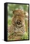 Leopard (Panthera pardus) adult male, close-up of head, Sabi Sand Game Reserve-Philip Perry-Framed Stretched Canvas