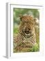 Leopard (Panthera pardus) adult male, close-up of head, Sabi Sand Game Reserve-Philip Perry-Framed Photographic Print