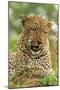 Leopard (Panthera pardus) adult male, close-up of head, Sabi Sand Game Reserve-Philip Perry-Mounted Photographic Print