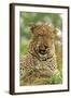 Leopard (Panthera pardus) adult male, close-up of head, Sabi Sand Game Reserve-Philip Perry-Framed Photographic Print