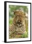 Leopard (Panthera pardus) adult male, close-up of head, Sabi Sand Game Reserve-Philip Perry-Framed Photographic Print