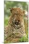 Leopard (Panthera pardus) adult male, close-up of head, Sabi Sand Game Reserve-Philip Perry-Mounted Photographic Print