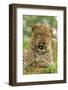 Leopard (Panthera pardus) adult male, close-up of head, Sabi Sand Game Reserve-Philip Perry-Framed Photographic Print