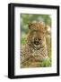 Leopard (Panthera pardus) adult male, close-up of head, Sabi Sand Game Reserve-Philip Perry-Framed Photographic Print