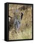 Leopard (Panthera Pardus) Approaching, Samburu Game Reserve, Kenya, East Africa, Africa-James Hager-Framed Stretched Canvas