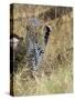 Leopard (Panthera Pardus) Approaching, Samburu Game Reserve, Kenya, East Africa, Africa-James Hager-Stretched Canvas