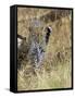 Leopard (Panthera Pardus) Approaching, Samburu Game Reserve, Kenya, East Africa, Africa-James Hager-Framed Stretched Canvas