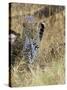 Leopard (Panthera Pardus) Approaching, Samburu Game Reserve, Kenya, East Africa, Africa-James Hager-Stretched Canvas