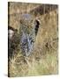 Leopard (Panthera Pardus) Approaching, Samburu Game Reserve, Kenya, East Africa, Africa-James Hager-Stretched Canvas