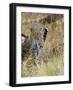 Leopard (Panthera Pardus) Approaching, Samburu Game Reserve, Kenya, East Africa, Africa-James Hager-Framed Photographic Print