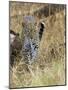 Leopard (Panthera Pardus) Approaching, Samburu Game Reserve, Kenya, East Africa, Africa-James Hager-Mounted Photographic Print