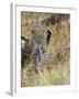 Leopard (Panthera Pardus) Approaching, Samburu Game Reserve, Kenya, East Africa, Africa-James Hager-Framed Photographic Print