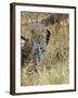 Leopard (Panthera Pardus) Approaching, Samburu Game Reserve, Kenya, East Africa, Africa-James Hager-Framed Photographic Print