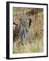 Leopard (Panthera Pardus) Approaching, Samburu Game Reserve, Kenya, East Africa, Africa-James Hager-Framed Photographic Print