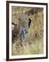 Leopard (Panthera Pardus) Approaching, Samburu Game Reserve, Kenya, East Africa, Africa-James Hager-Framed Photographic Print