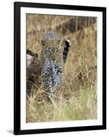 Leopard (Panthera Pardus) Approaching, Samburu Game Reserve, Kenya, East Africa, Africa-James Hager-Framed Photographic Print