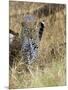 Leopard (Panthera Pardus) Approaching, Samburu Game Reserve, Kenya, East Africa, Africa-James Hager-Mounted Photographic Print