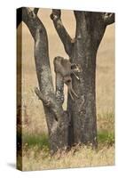 Leopard (Panthera Pardus) Carrying a Days-Old Blue Wildebeest (Brindled Gnu)Calf Up a Tree-James Hager-Stretched Canvas