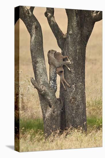 Leopard (Panthera Pardus) Carrying a Days-Old Blue Wildebeest (Brindled Gnu)Calf Up a Tree-James Hager-Stretched Canvas