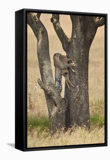 Leopard (Panthera Pardus) Carrying a Days-Old Blue Wildebeest (Brindled Gnu)Calf Up a Tree-James Hager-Framed Stretched Canvas