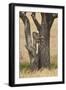 Leopard (Panthera Pardus) Carrying a Days-Old Blue Wildebeest (Brindled Gnu)Calf Up a Tree-James Hager-Framed Photographic Print