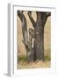 Leopard (Panthera Pardus) Carrying a Days-Old Blue Wildebeest (Brindled Gnu)Calf Up a Tree-James Hager-Framed Photographic Print