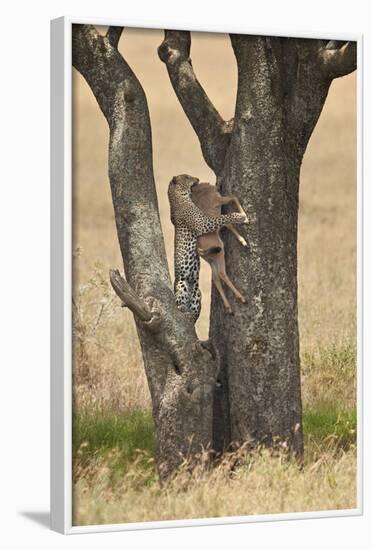 Leopard (Panthera Pardus) Carrying a Days-Old Blue Wildebeest (Brindled Gnu)Calf Up a Tree-James Hager-Framed Photographic Print