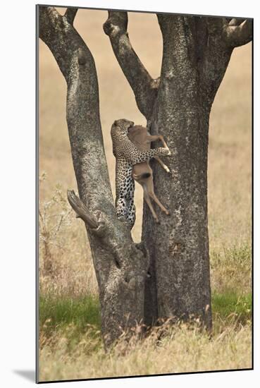 Leopard (Panthera Pardus) Carrying a Days-Old Blue Wildebeest (Brindled Gnu)Calf Up a Tree-James Hager-Mounted Photographic Print