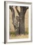 Leopard (Panthera Pardus) Carrying a Days-Old Blue Wildebeest (Brindled Gnu)Calf Up a Tree-James Hager-Framed Photographic Print
